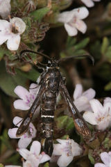 Pyropteron erodiiphaga