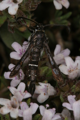 Pyropteron erodiiphaga