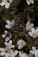 Pyropteron erodiiphaga