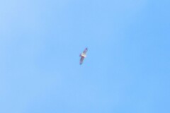 Buteo jamaicensis calurus