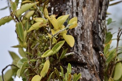 Codonanthe gracilis