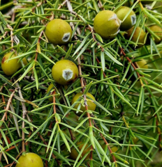 Juniperus oxycedrus