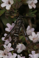 Pyropteron erodiiphaga
