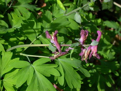 Corydalis cava