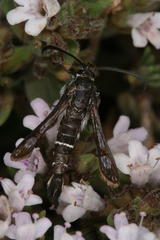 Pyropteron erodiiphaga