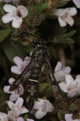 Pyropteron erodiiphaga