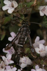 Pyropteron erodiiphaga