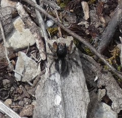 Aelurillus v-insignitus