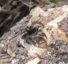 Aelurillus v-insignitus