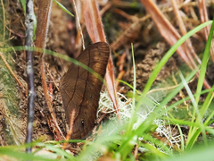 Satyrinae