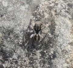 Aelurillus v-insignitus