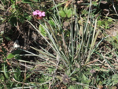 Dianthus capitatus