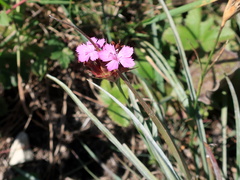 Dianthus capitatus