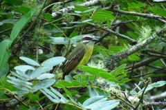 Myiodynastes hemichrysus