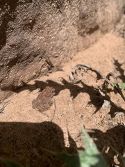 Anaxyrus microscaphus