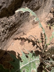 Anaxyrus microscaphus