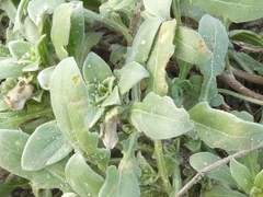 Oenothera humifusa