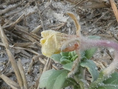 Oenothera humifusa