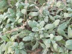 Oenothera humifusa
