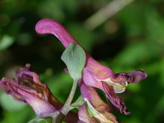 Corydalis cava