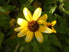Helianthus debilis