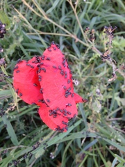 Brassicogethes aeneus