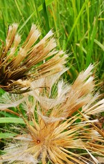 Tragopogon porrifolius