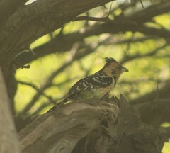 Trachyphonus vaillantii