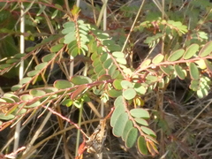 Phyllanthus abnormis