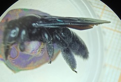 Xylocopa tranquebarorum