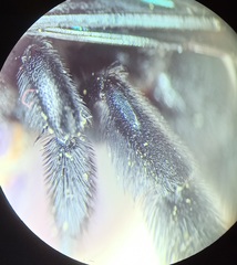 Xylocopa tranquebarorum