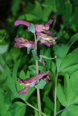 Corydalis cava