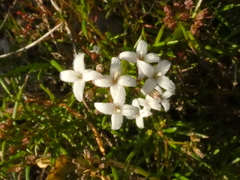 Stenaria nigricans