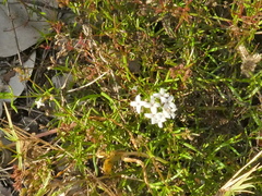 Stenaria nigricans