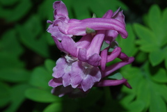 Corydalis cava