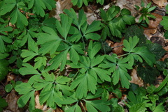 Corydalis cava
