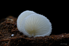 Crepidotus epibryus
