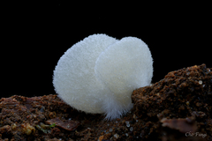 Crepidotus epibryus