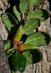 Quercus agrifolia oxyadenia