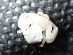 Thomisus spectabilis