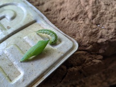 Catopsilia florella