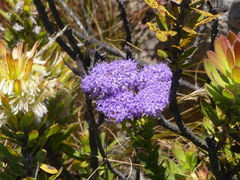 Pseudoselago pulchra