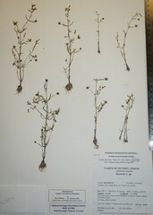 Gratiola quartermaniae