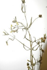 Gratiola quartermaniae