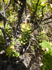 Pseudoselago pulchra