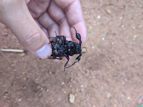 Bolbotritus bainesi · iNaturalist