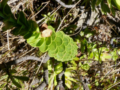 Pseudoselago pulchra