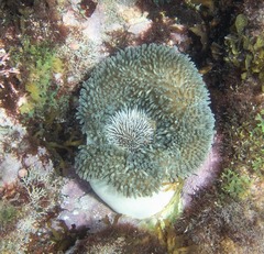 Tripneustes ventricosus