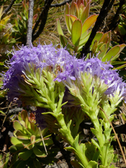 Pseudoselago pulchra