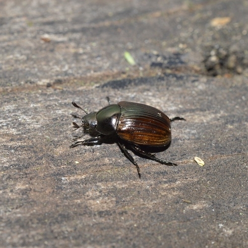Pelidnota cuprea